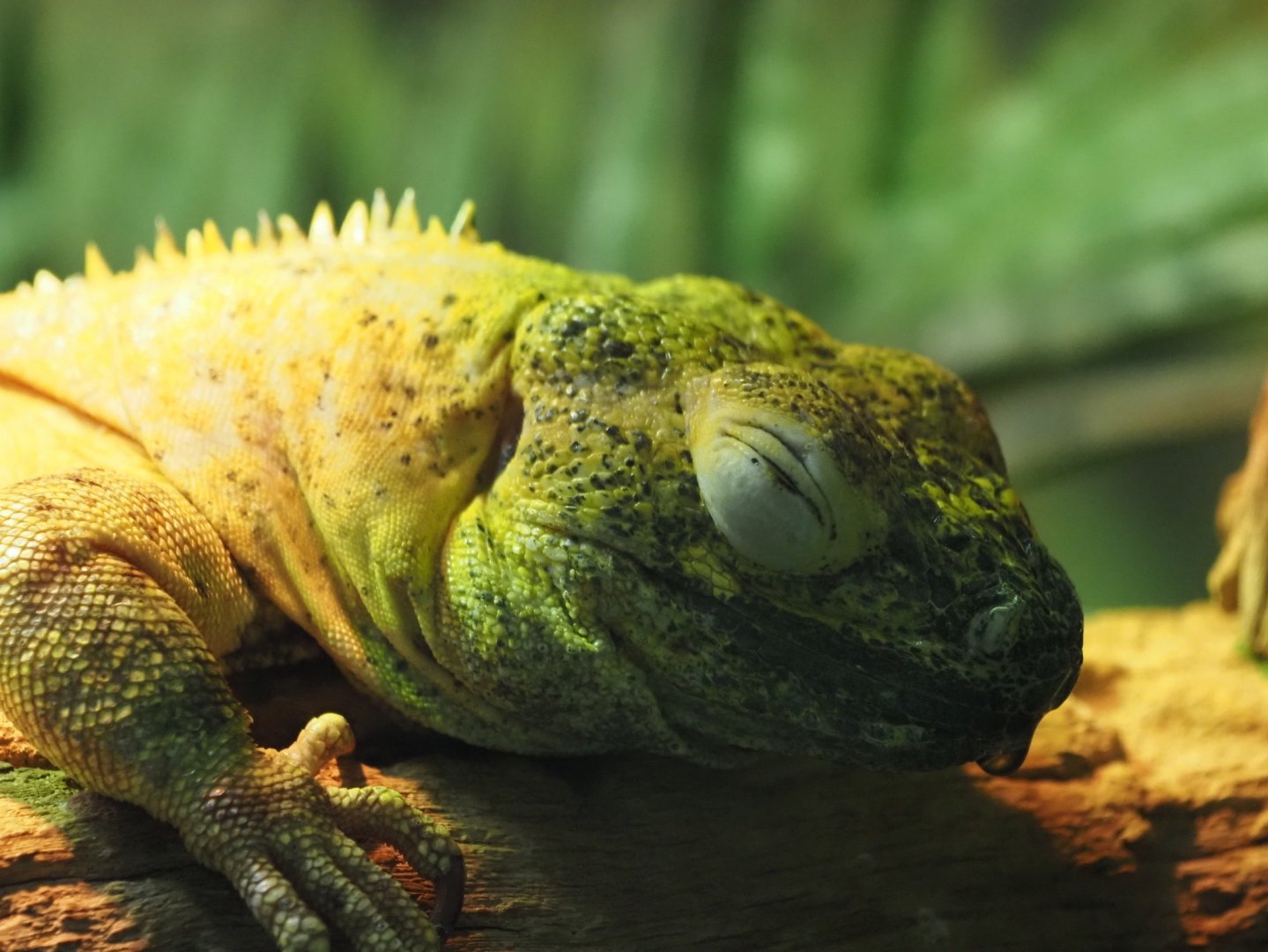 Mexican Spiny-Tailed Iguana