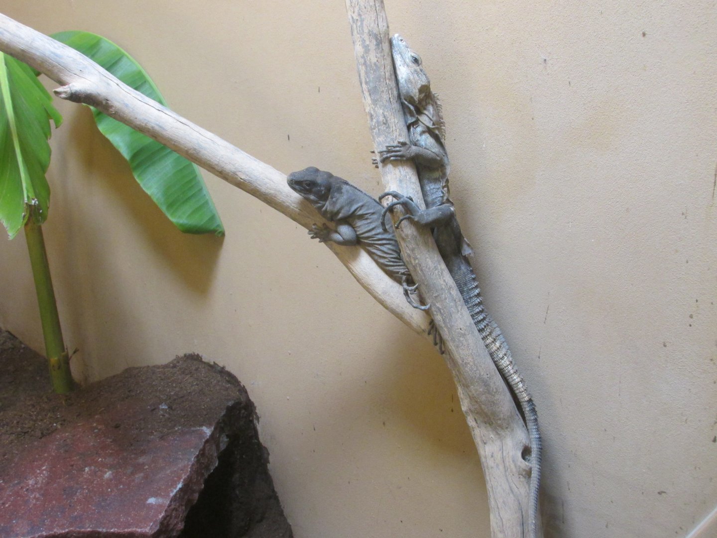 mexican spiny tailed iguanas