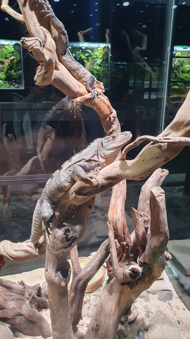 Mexican Spinytailed Iguana (Ctenosaura pectinata) - Museum Komodo