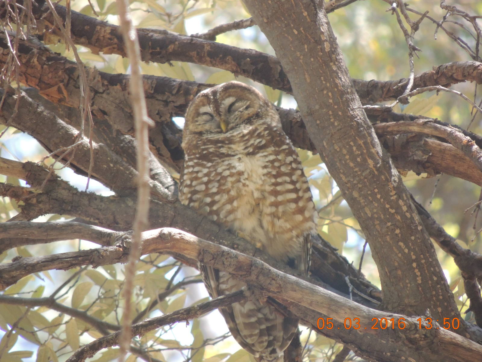 mexican spotted owl
