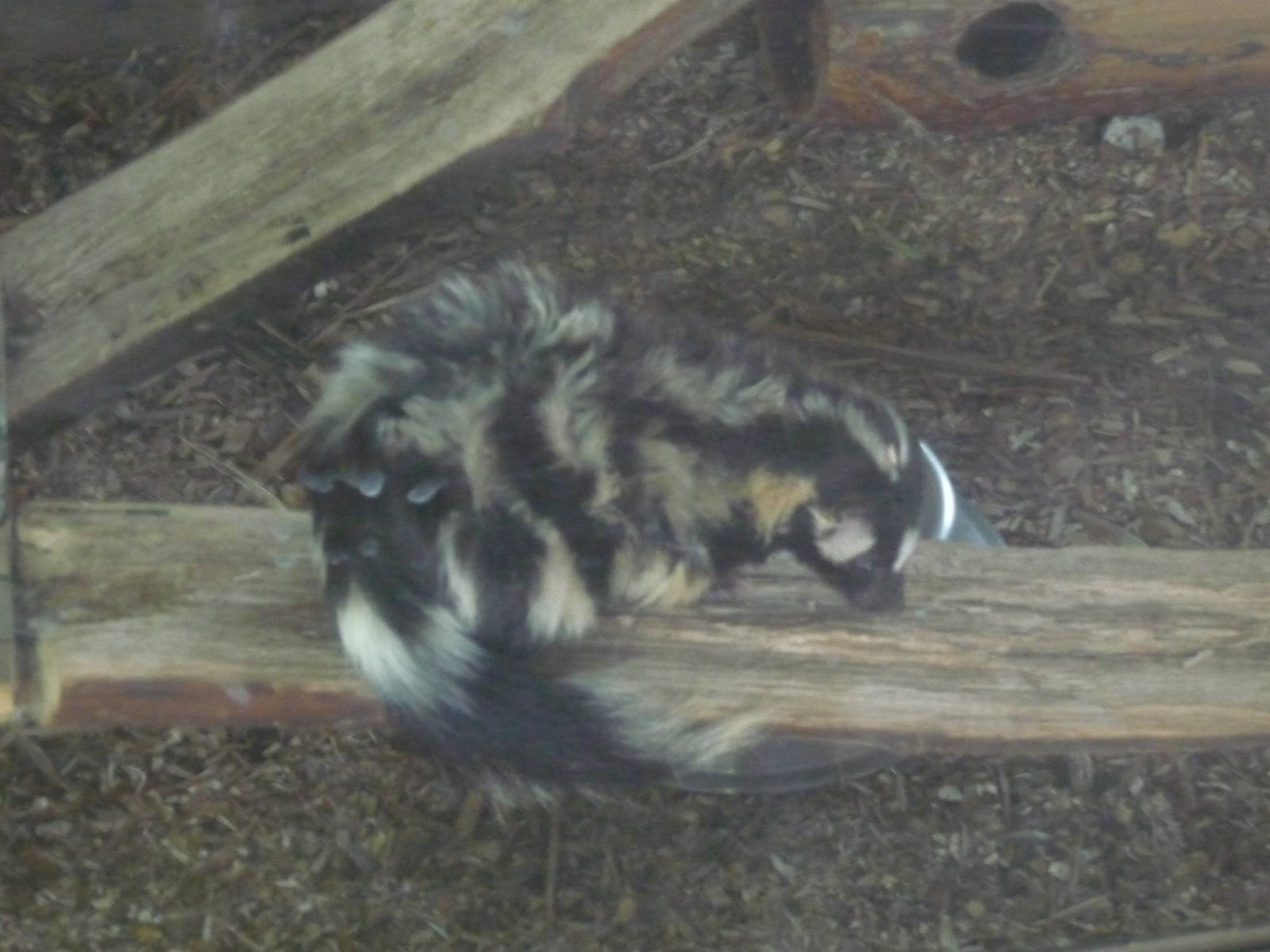 mexican spotted skunk zoológico los coyotes