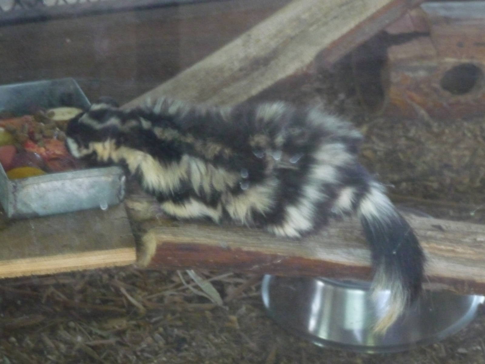 mexican  spotted skunk  zoologico los coyotes