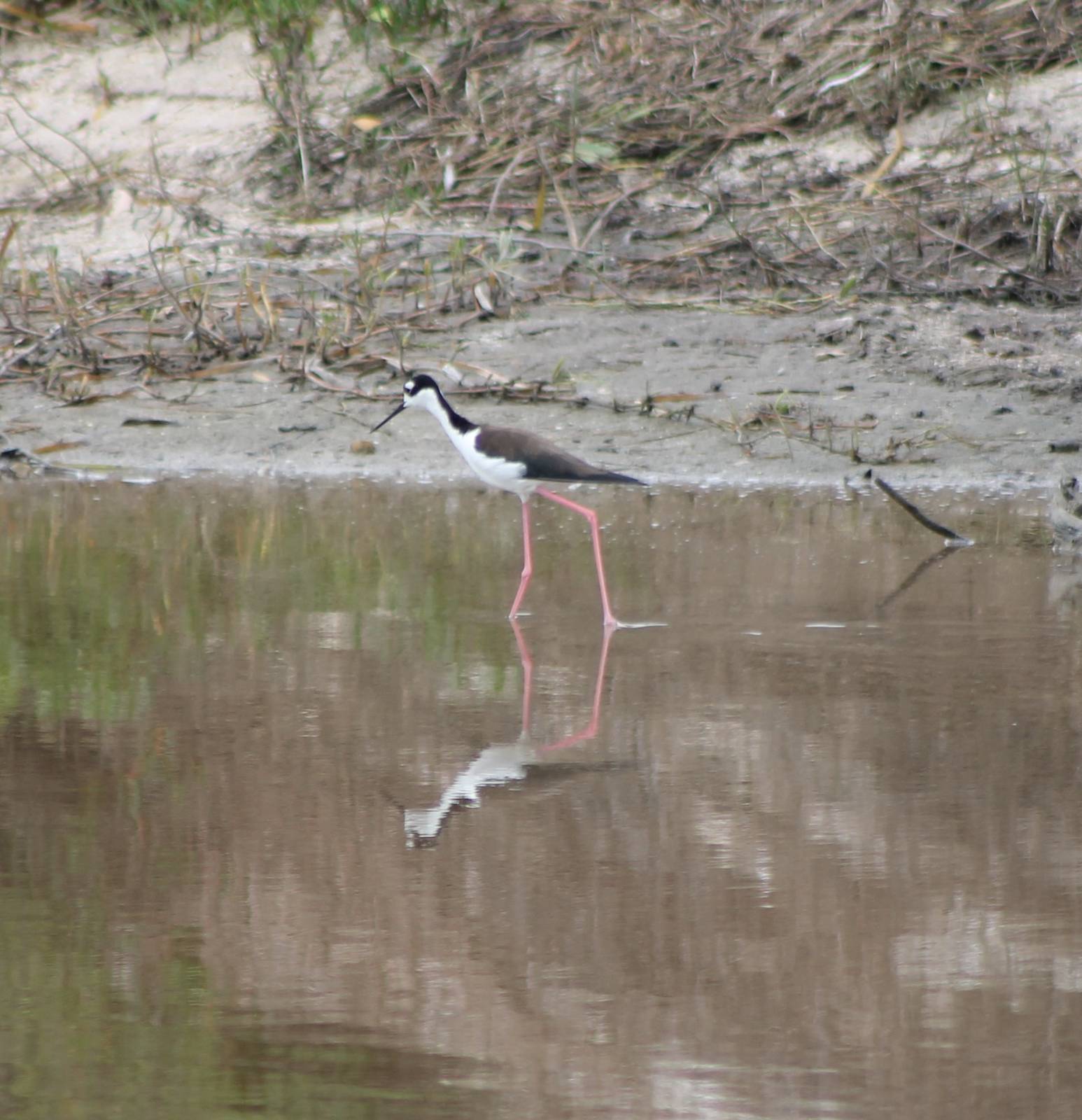Mexican stilt
