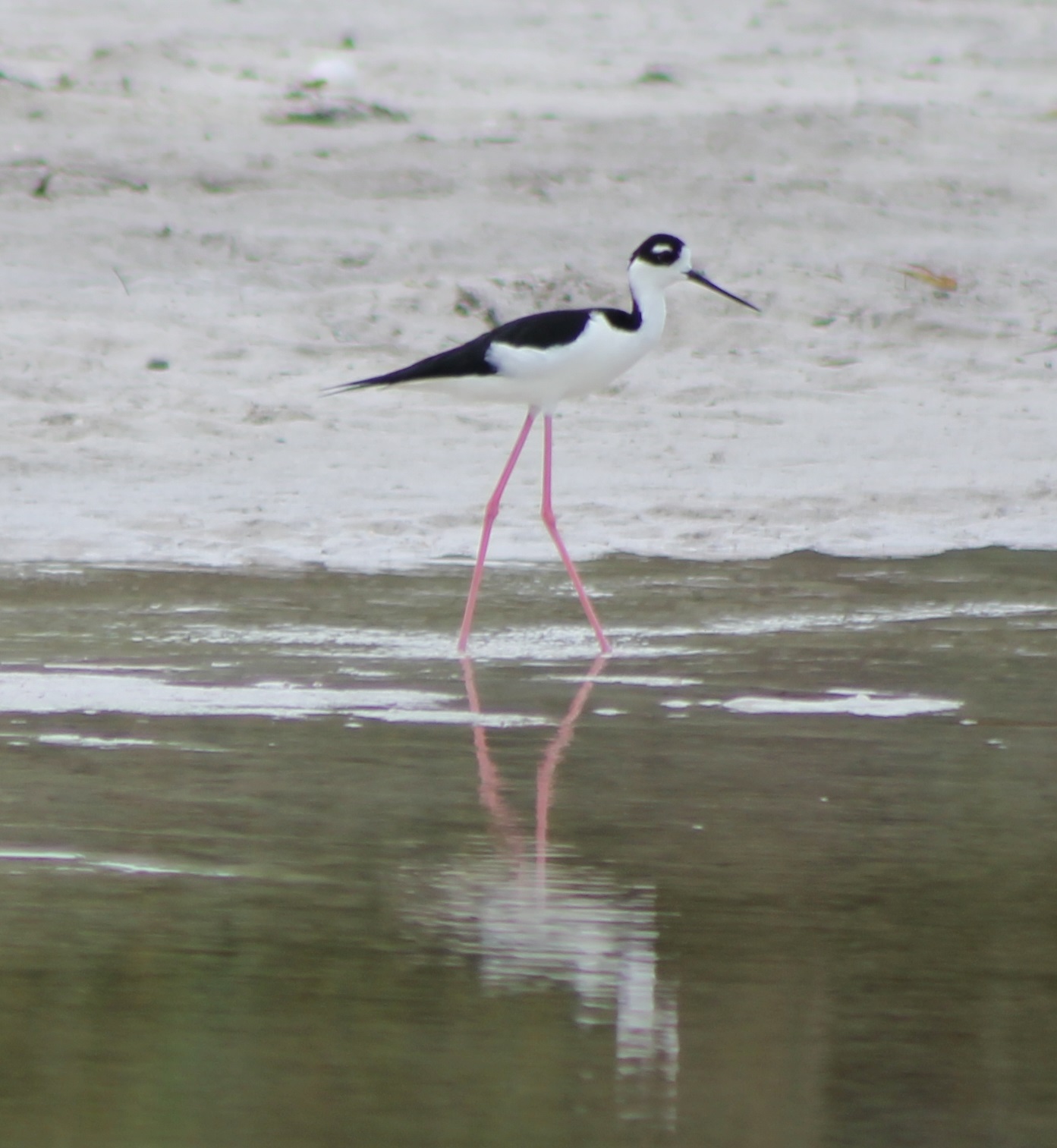 Mexican stilt