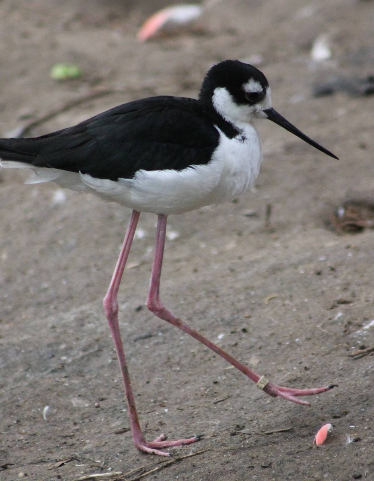 Mexican stilt