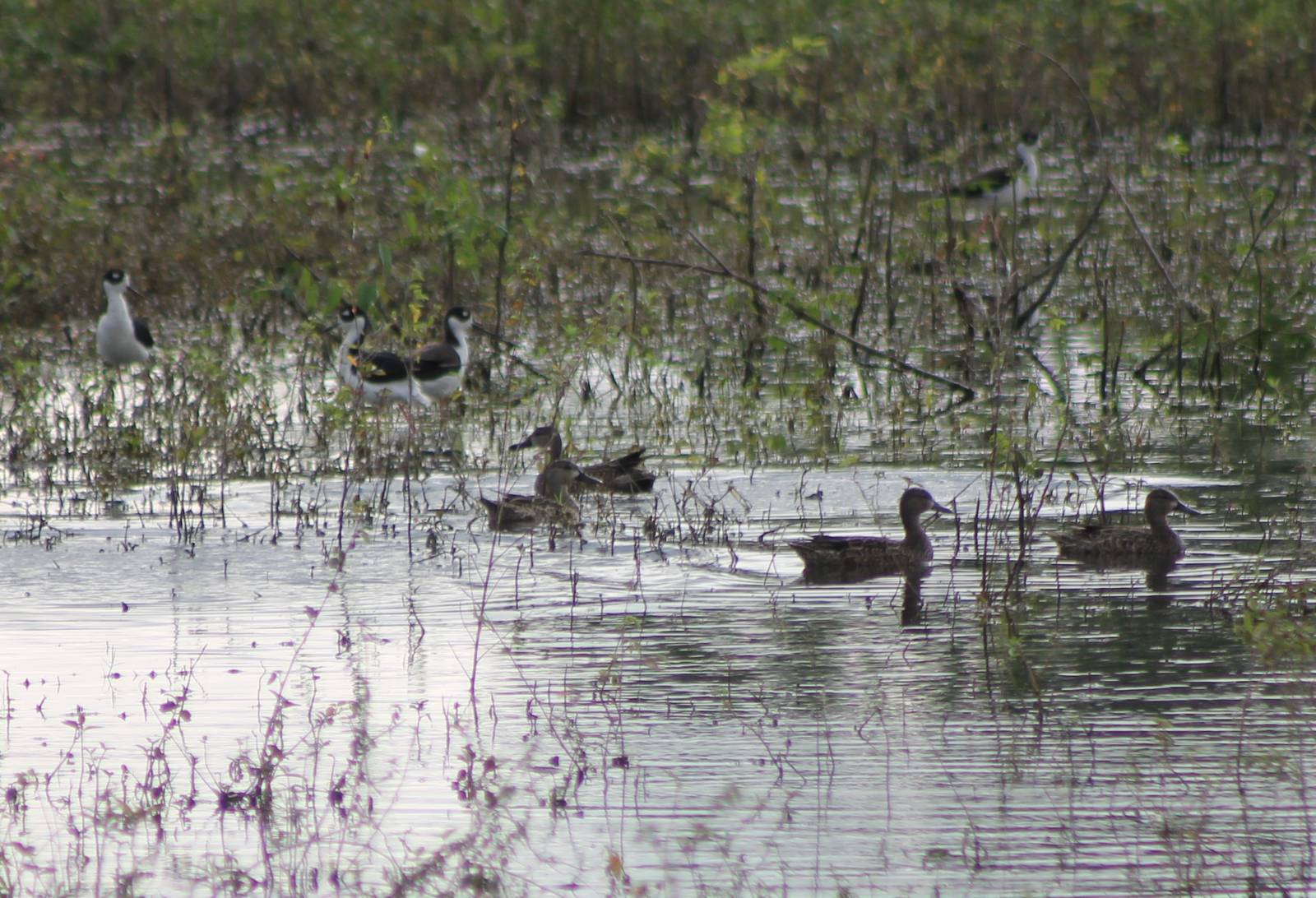 Mexican stilts and ducks ID