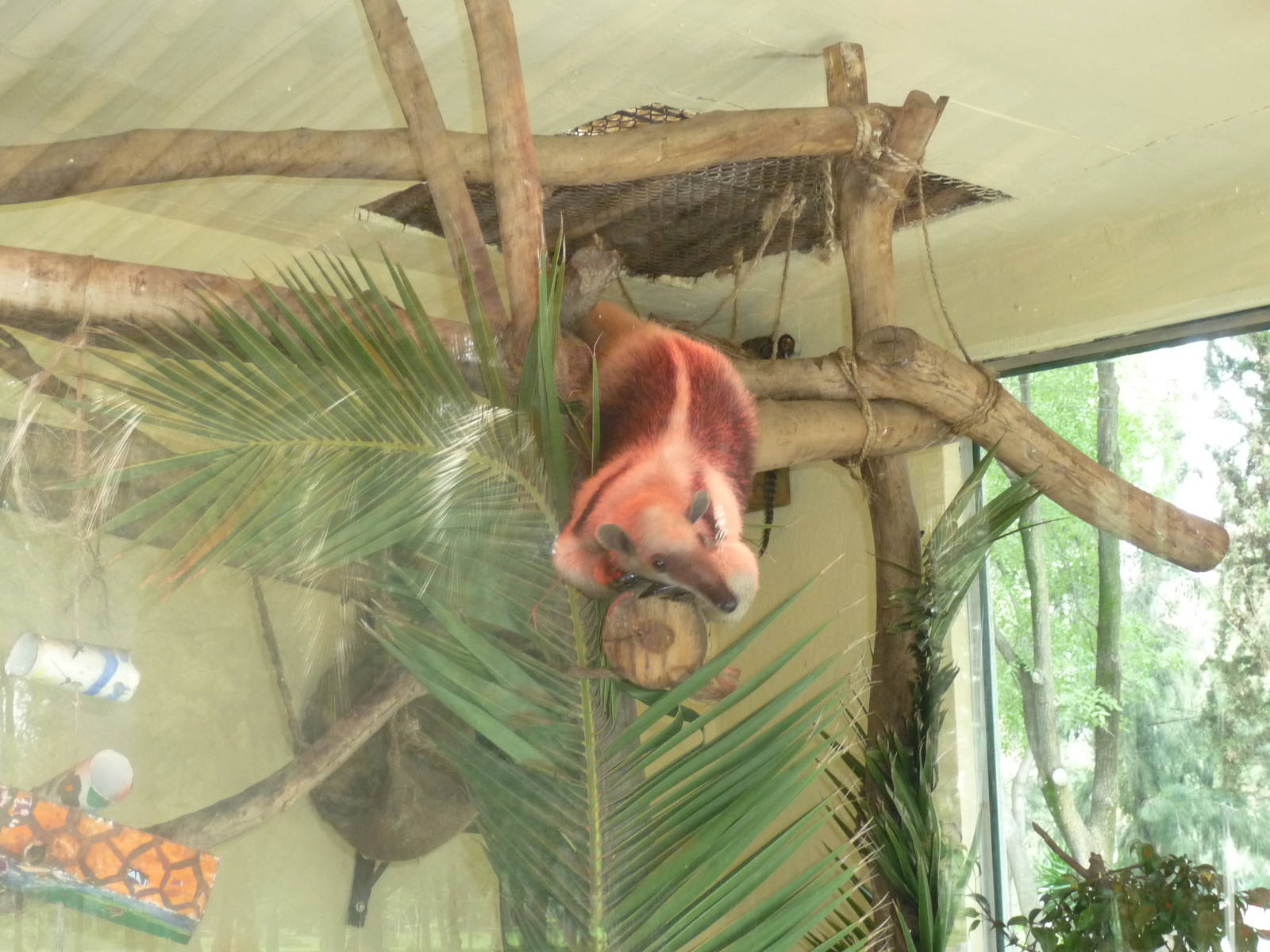 mexican tamandua san juan de aragon zoo