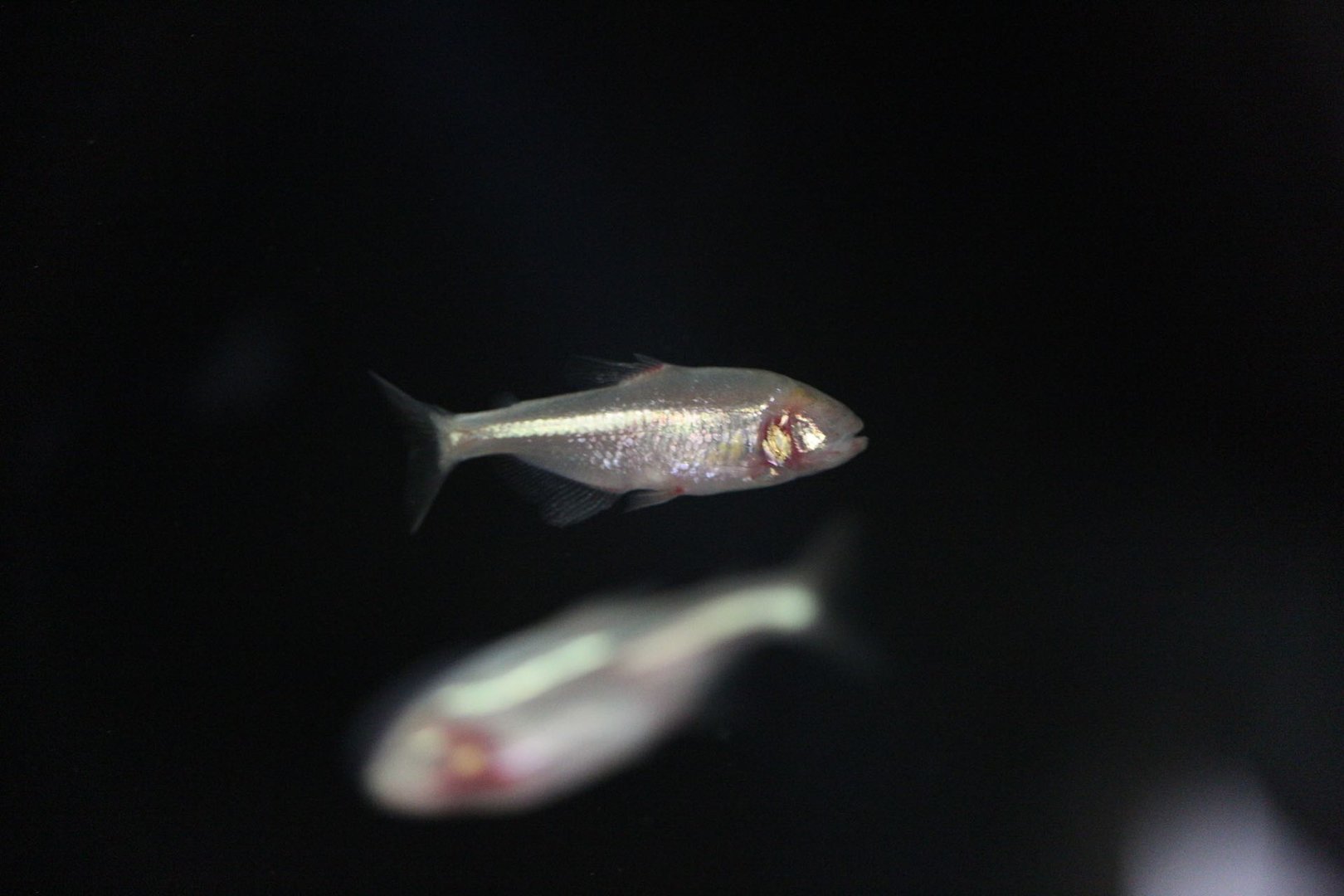 Mexican tetra/ Astyanax mexicanus