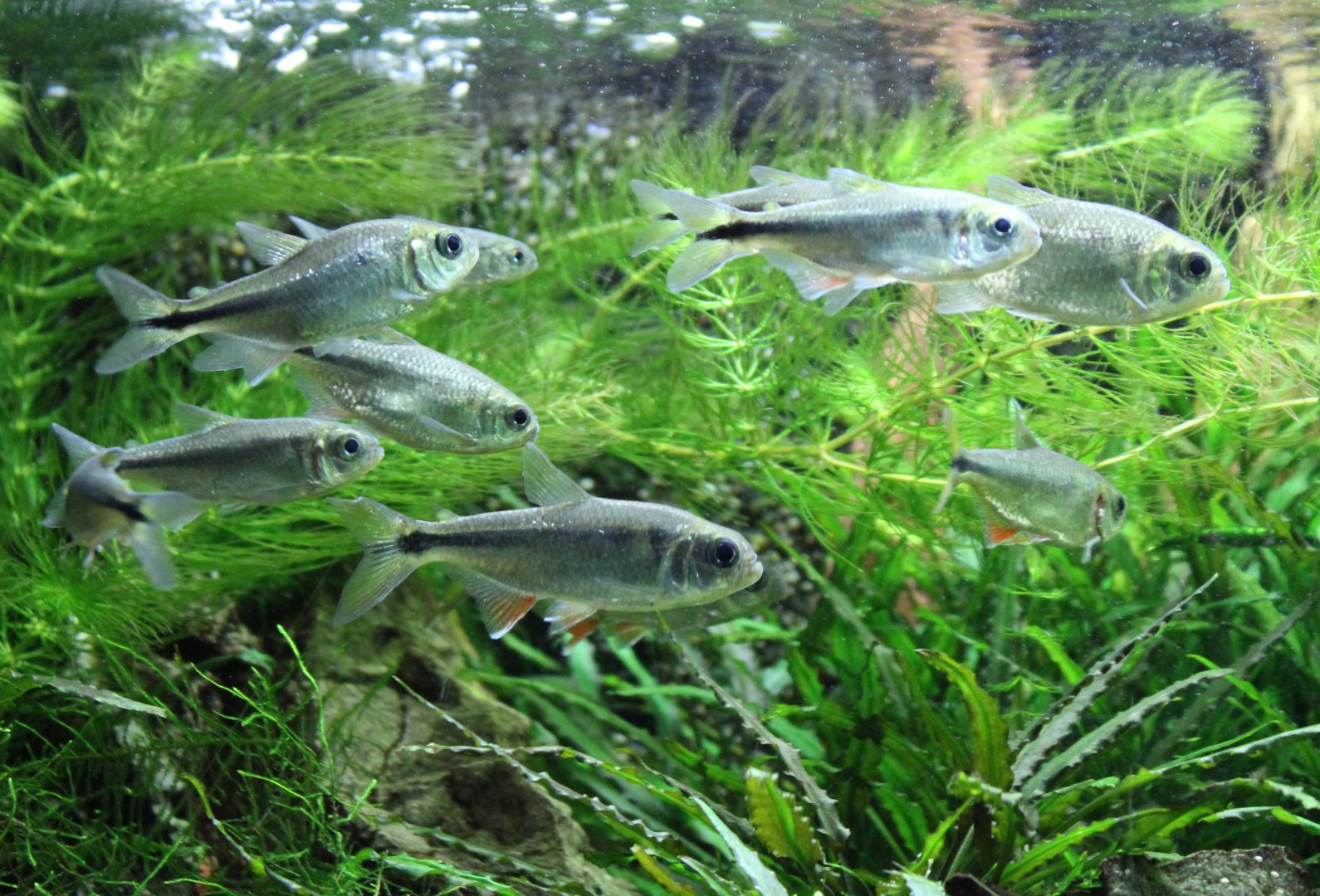 Mexican tetras - Astyanax cf mexicanus