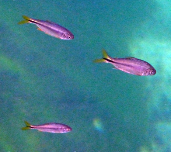 Mexican tetras (Astyanax mexicanus)