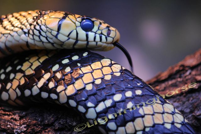 Mexican Tiger Rat Snake