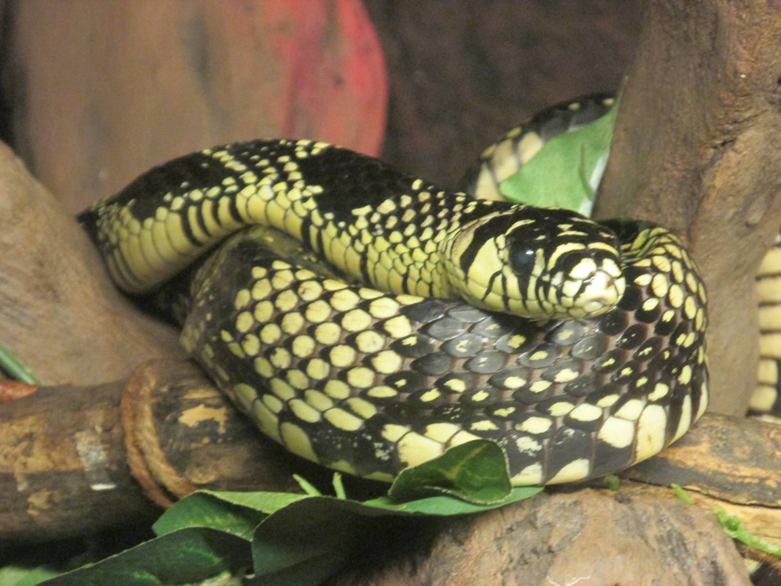 mexican tiger snake chapultepec zoo
