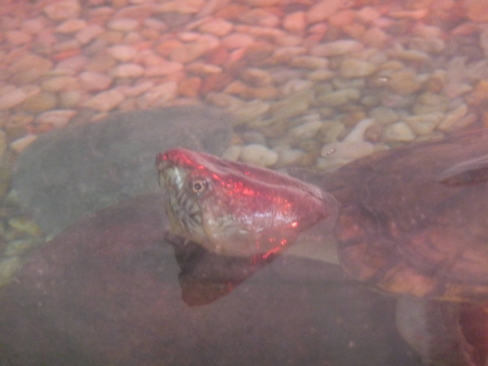 Mexican tough footed mud turtle kinosternon hirtipes Los Coyotes Zoo