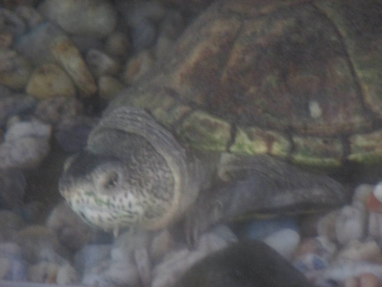 mexican tough footed mud turtle zoologico los coyotes