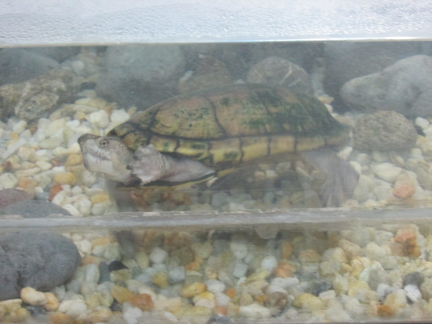 mexican tough footed mud turtle