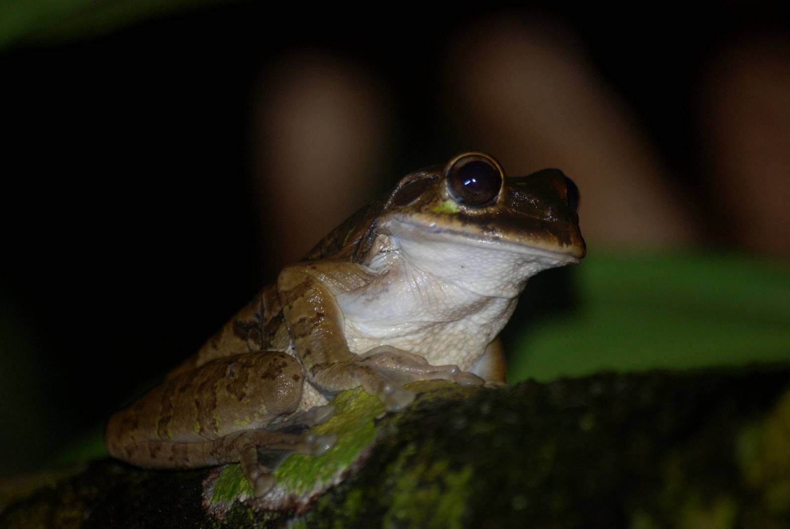 Mexican Tree Frog in Tortuguero, 15/04/14