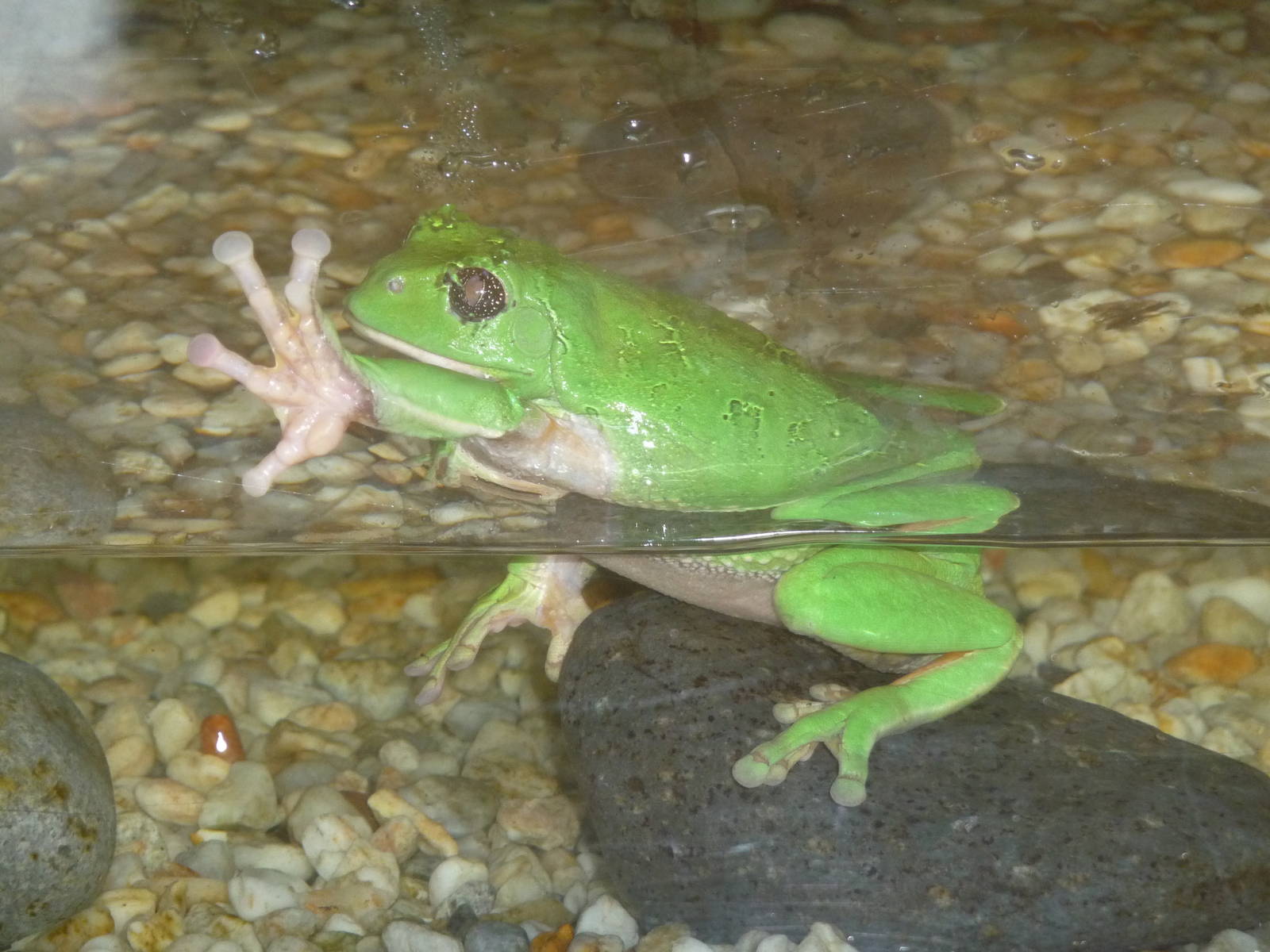 MEXICAN TREE FROG LOS COYOTES ZOO Pachymedusa dacnicolor