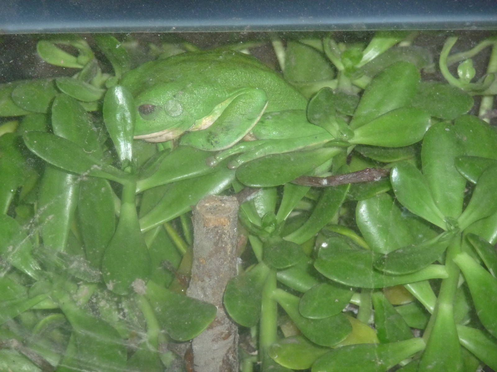 mexican tree frog Los Coyotes Zoo