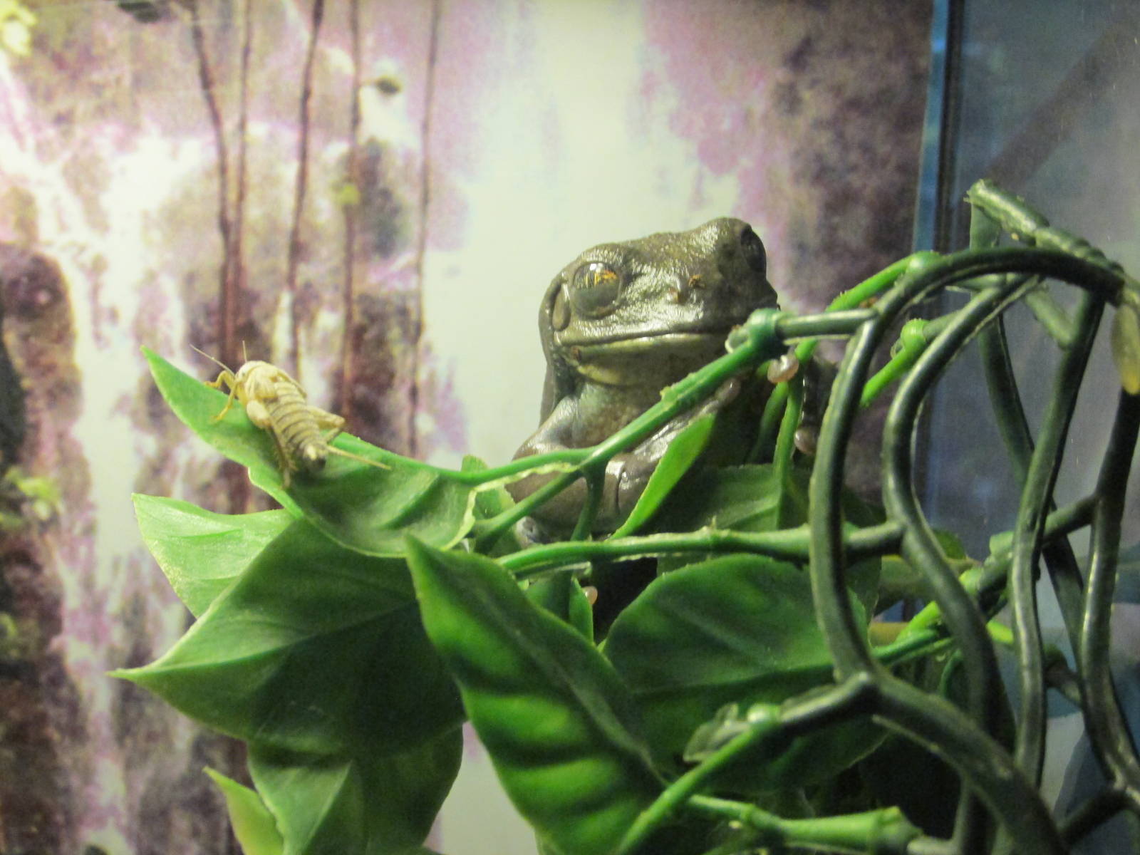 Mexican Tree Frog Pachymedusa Dacnicolor Chapultepec zoo