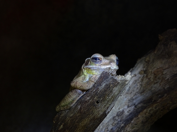 Mexican Tree Frog (Smilisca baudinii)