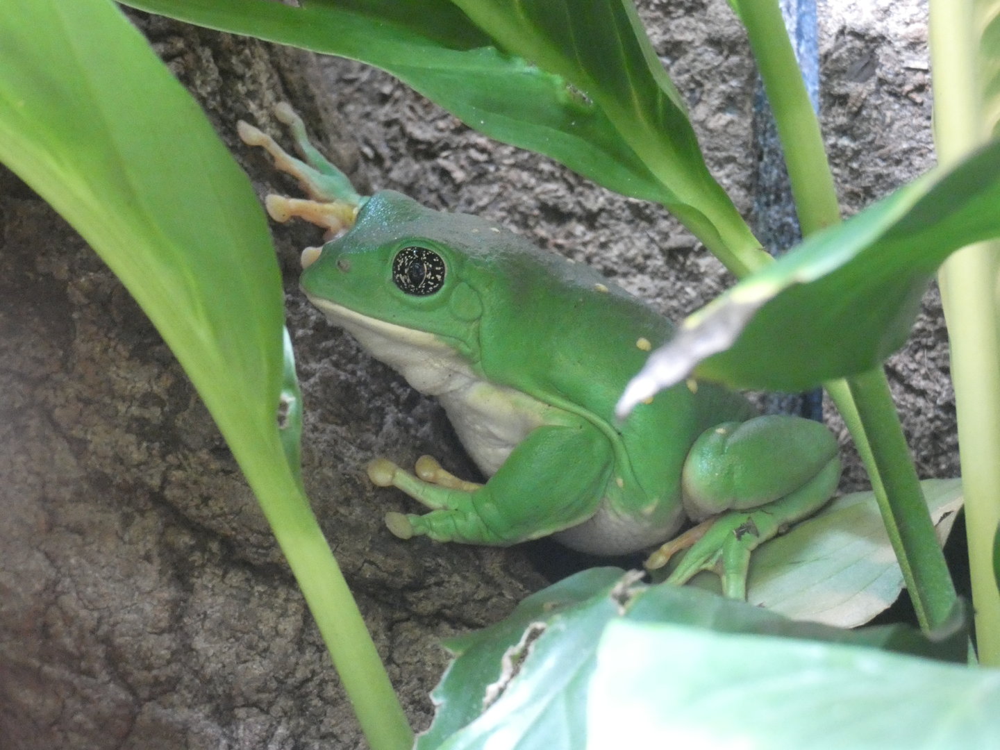 Mexican tree frog