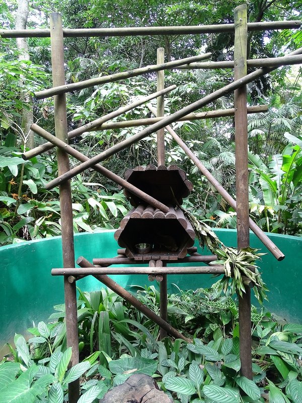 Mexican tree porcupine enclosure