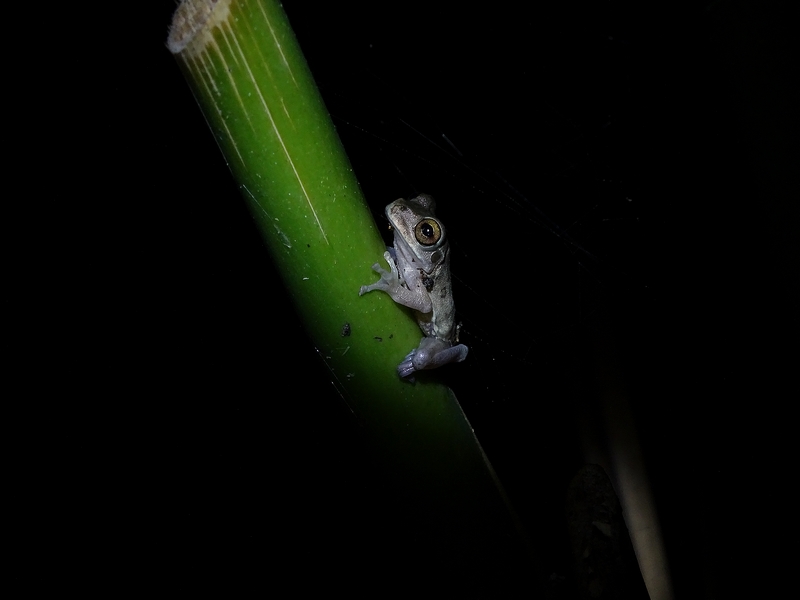 Mexican treefrog (I think)