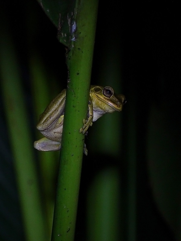 Mexican Treefrog