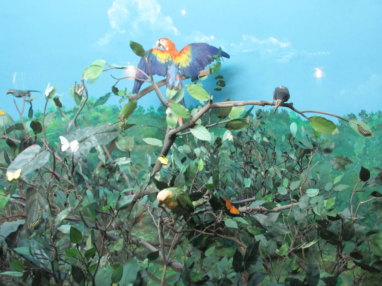 mexican tropical forest treetops museo de historia natural