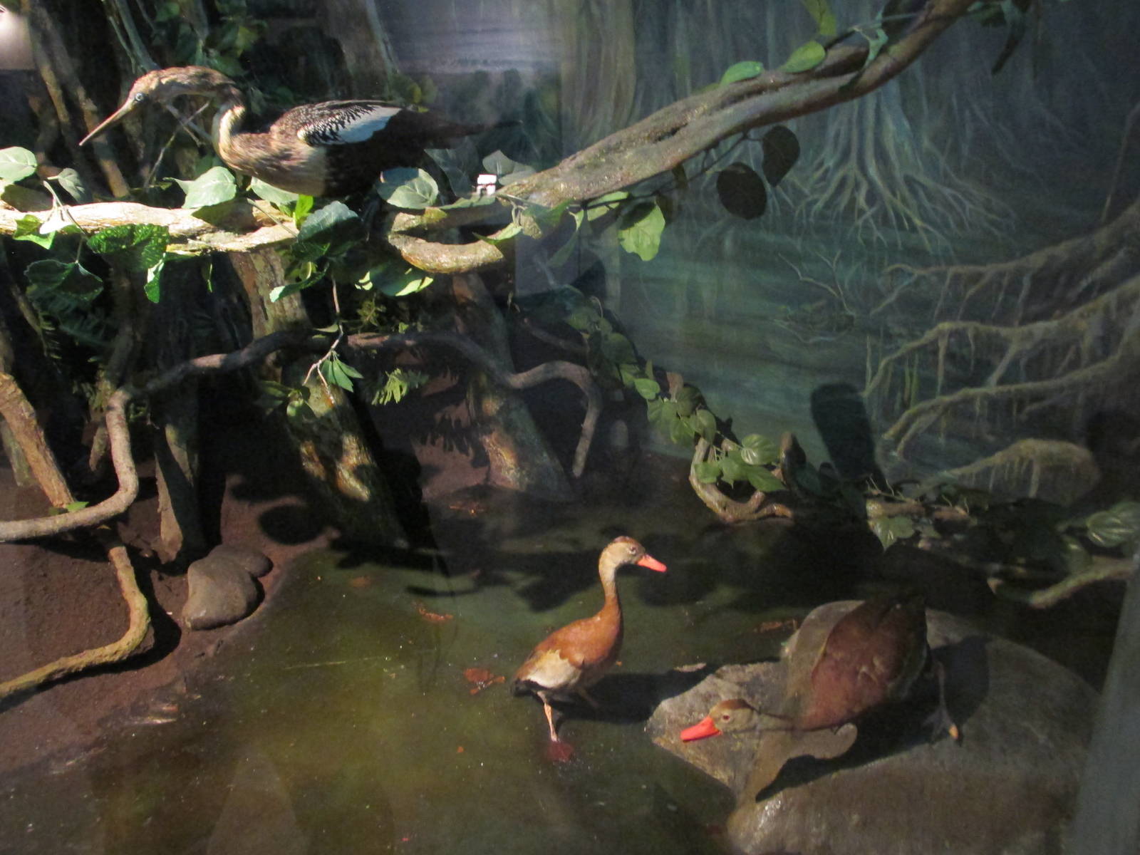 mexican tropical river diorama museo historia natural