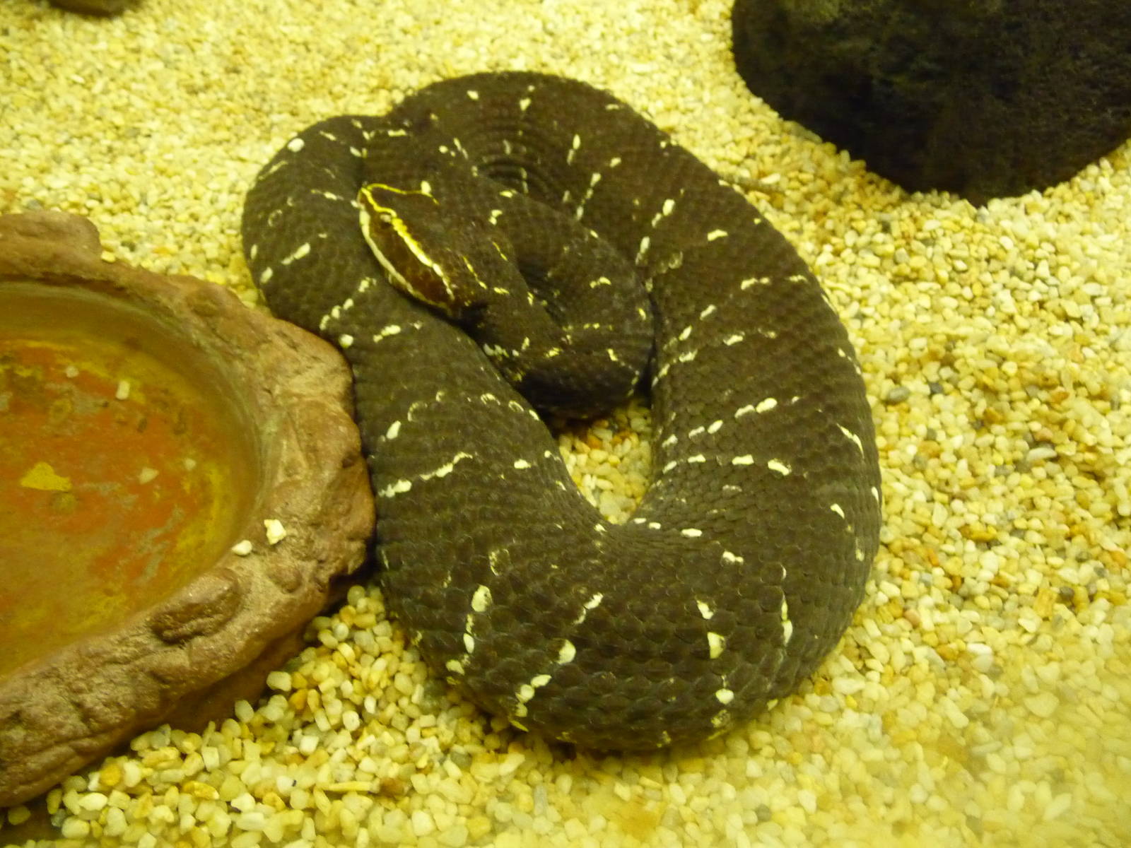 mexican water mocassin chapultepec zoo