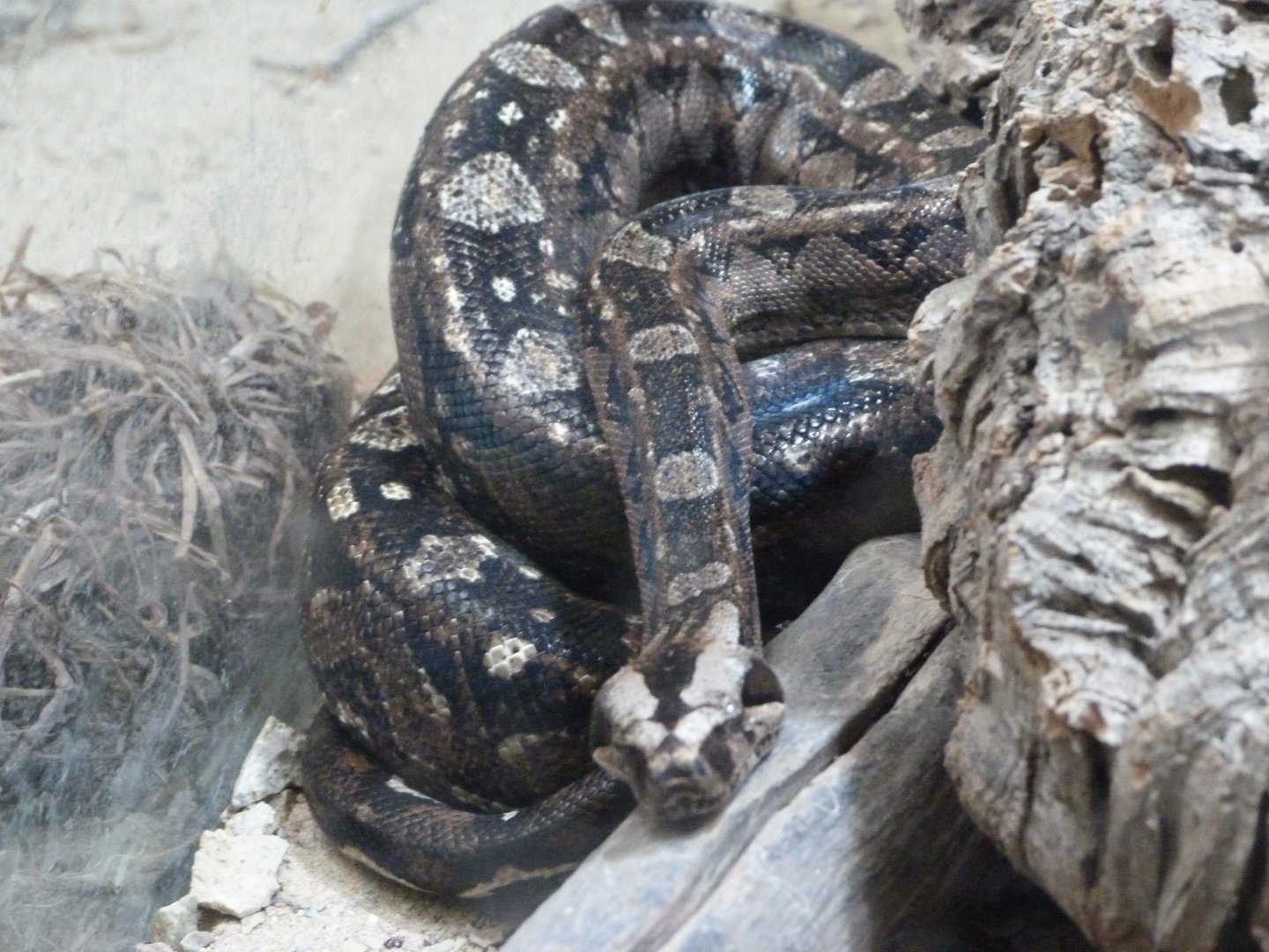 Mexican west coast boa -Zoo Plzeň (2025)