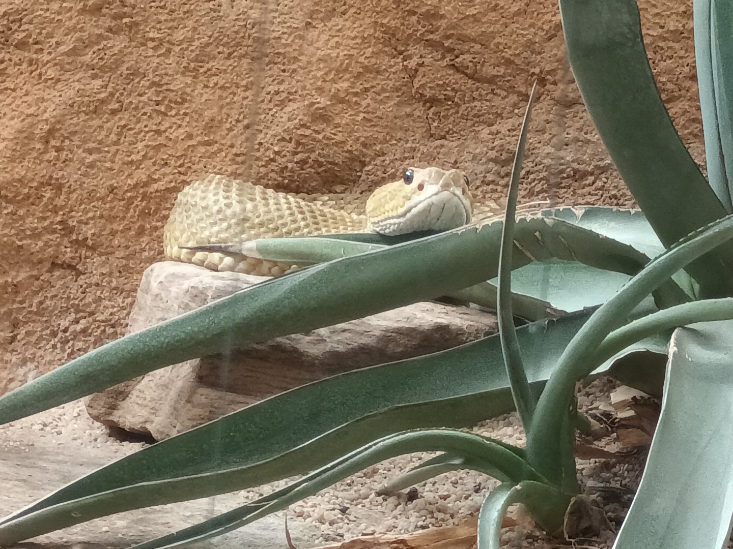 Mexican west coast Rattlensnake