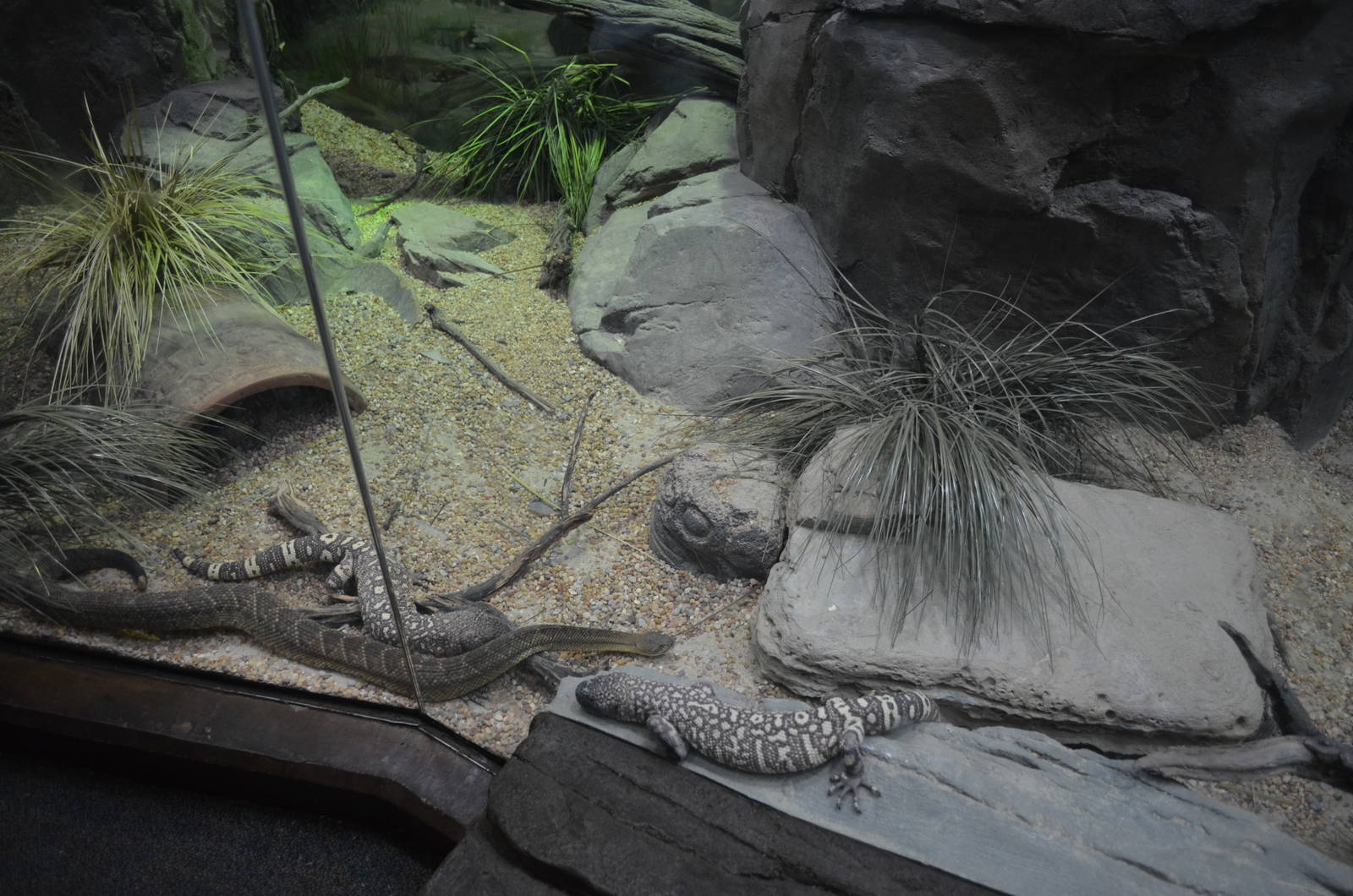 Mexican West Coast Rattlesnake and Beaded Lizards