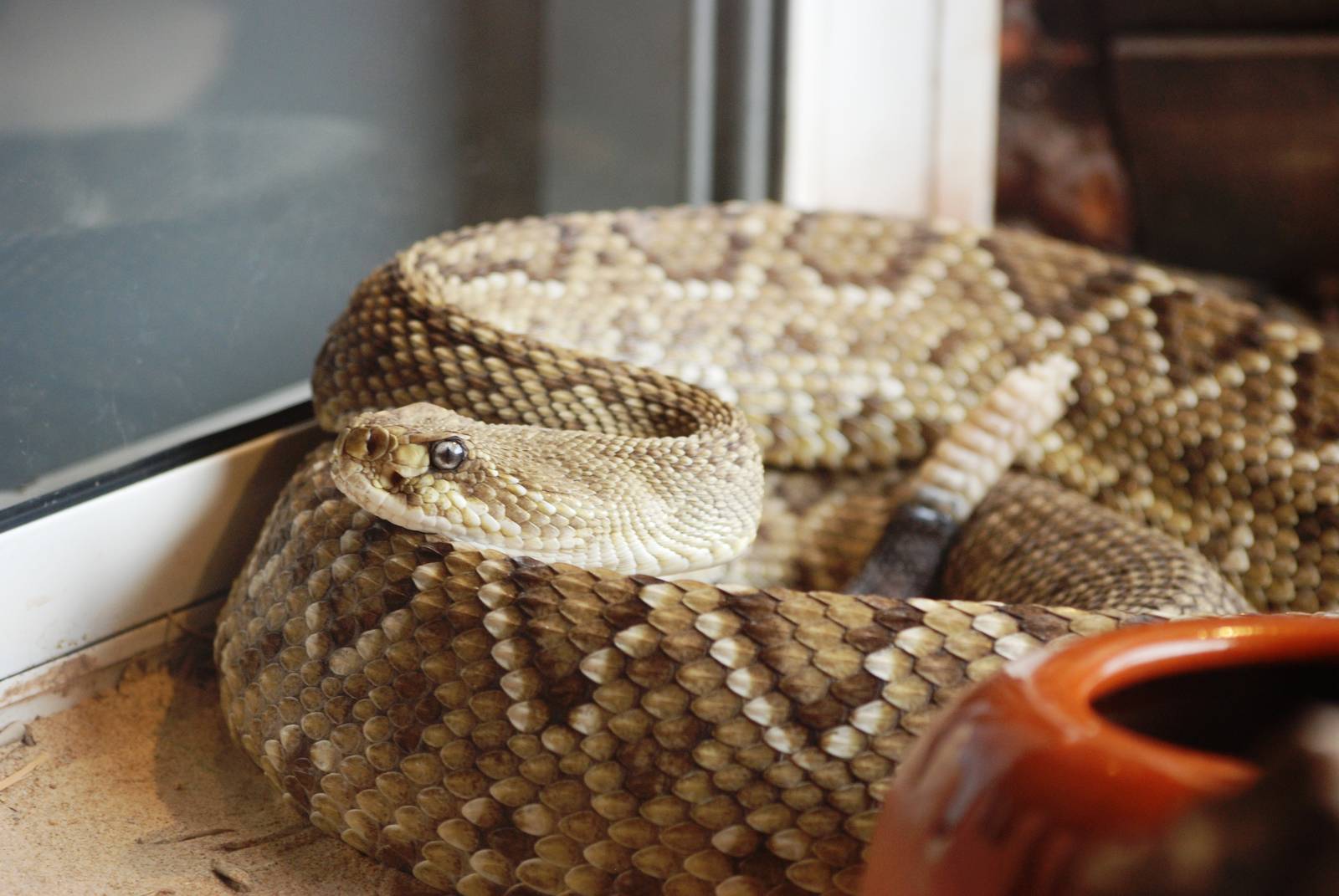 Mexican West Coast Rattlesnake at Cabarceno, 11/06/15