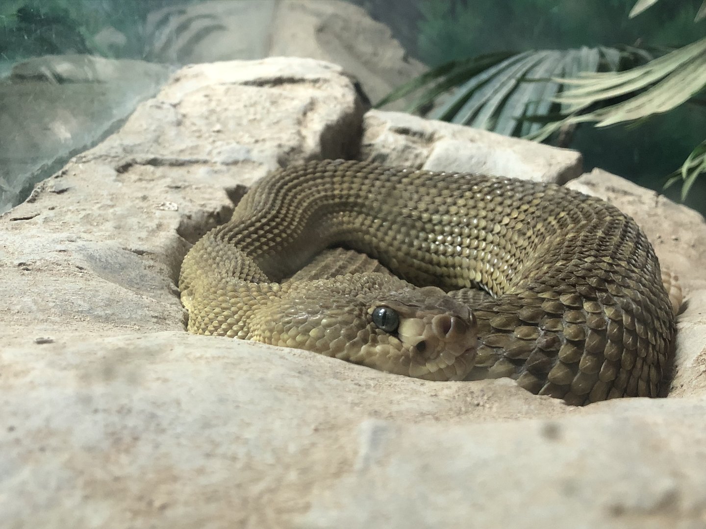 Mexican west coast rattlesnake, Crotalus basiliscus