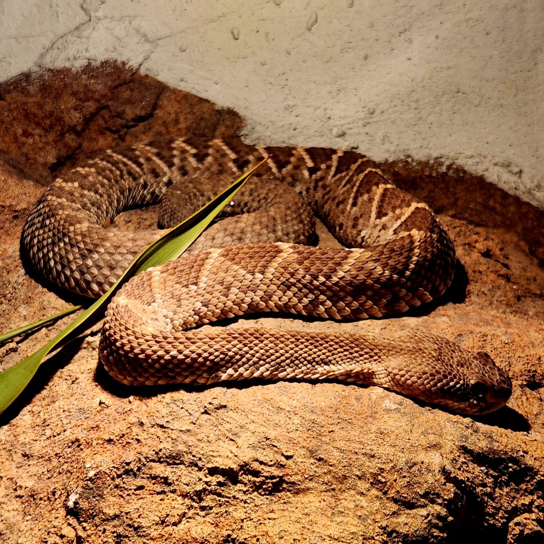 Mexican West Coast Rattlesnake (Crotalus basiliscus)