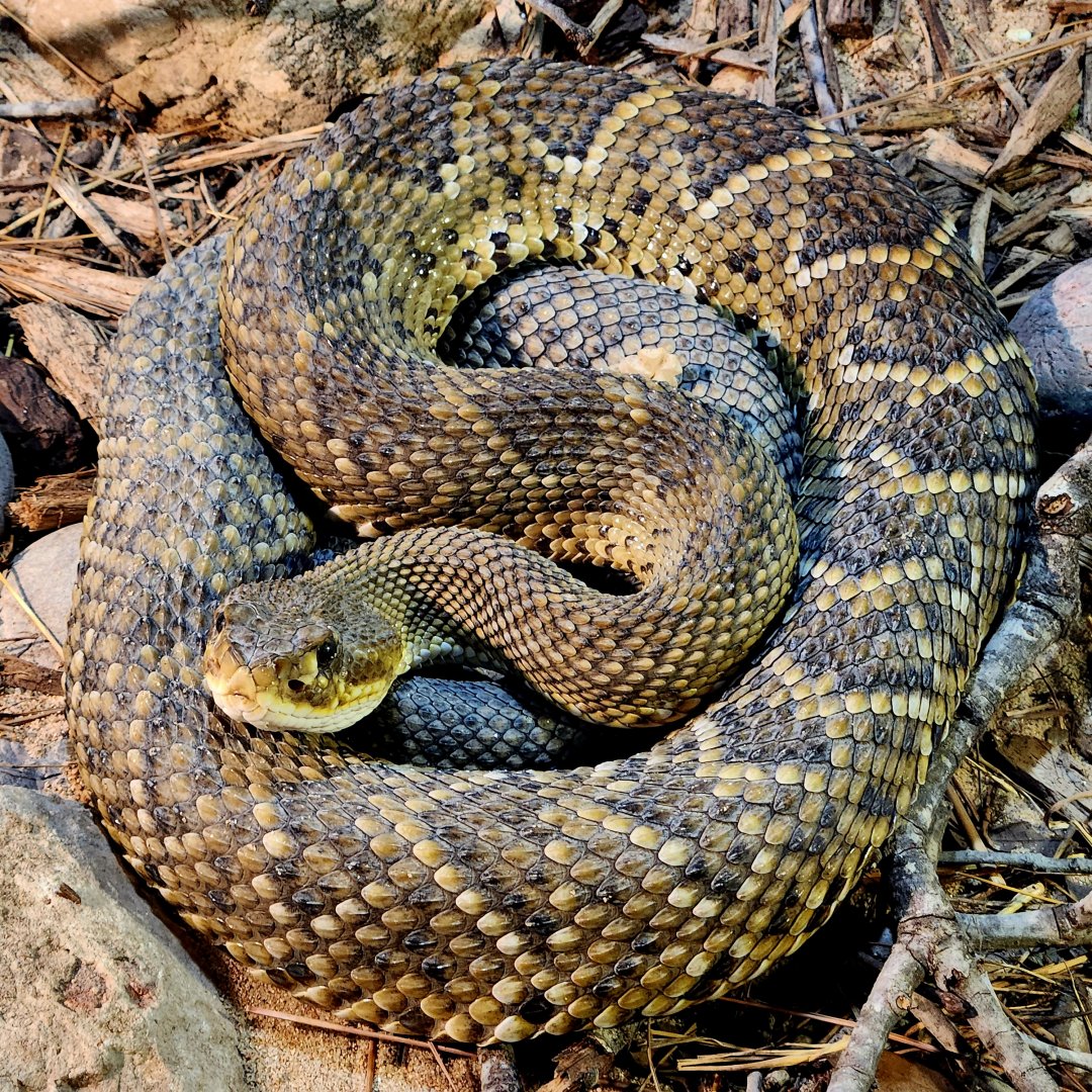 Mexican West Coast Rattlesnake (Crotalus basiliscus)