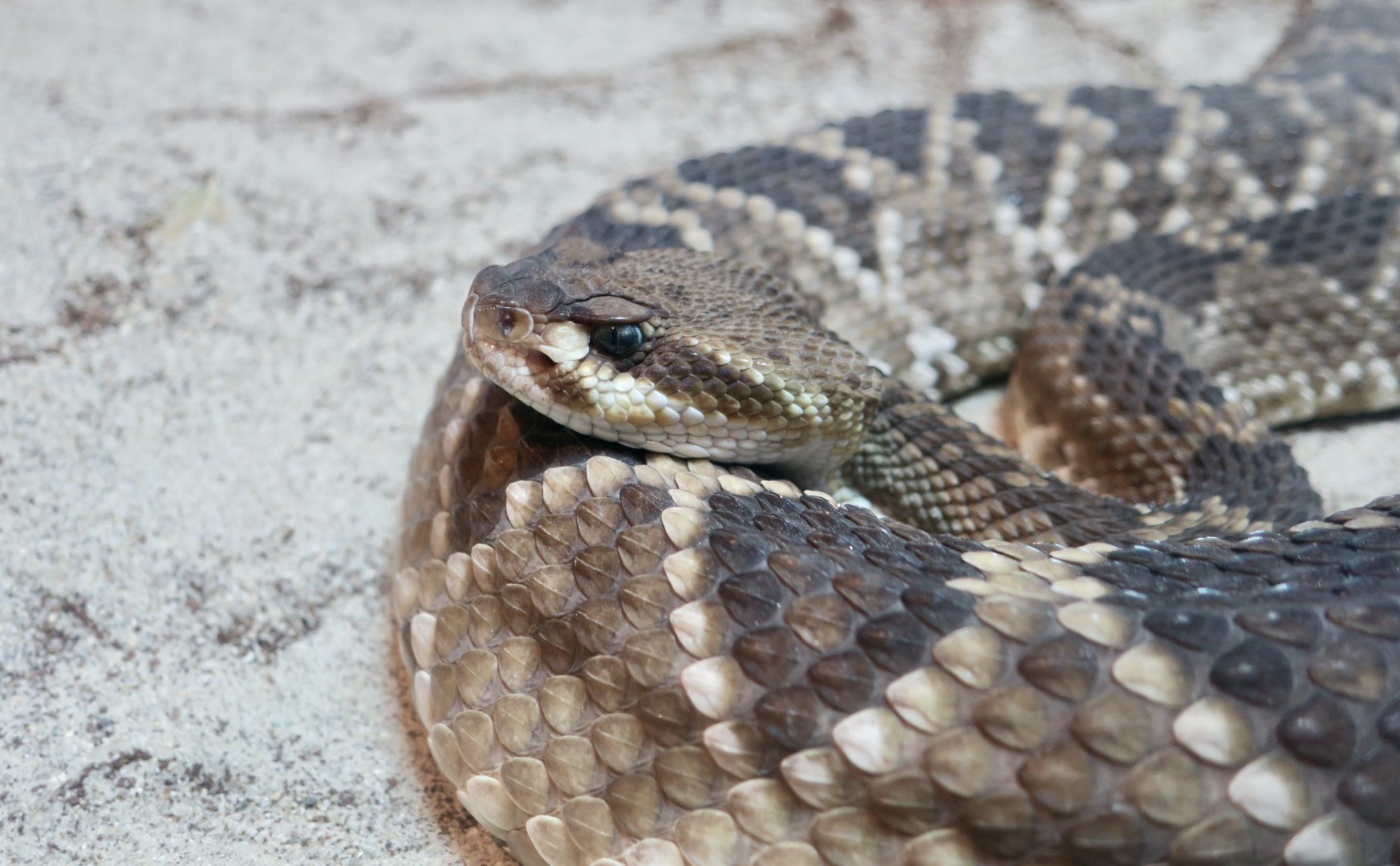 Mexican West Coast Rattlesnake (Crotalus basiliscus)
