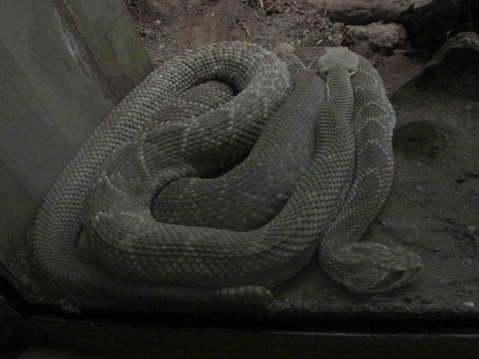 mexican west coast rattlesnake guadalajara zoo