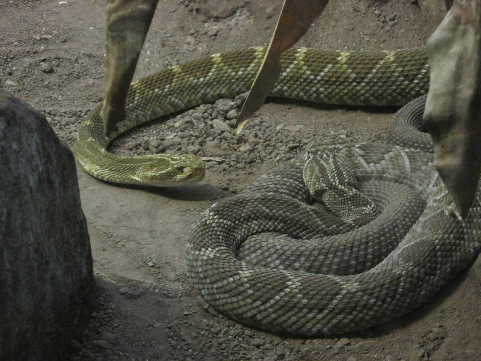 mexican west coast rattlesnake guadalajara zoo