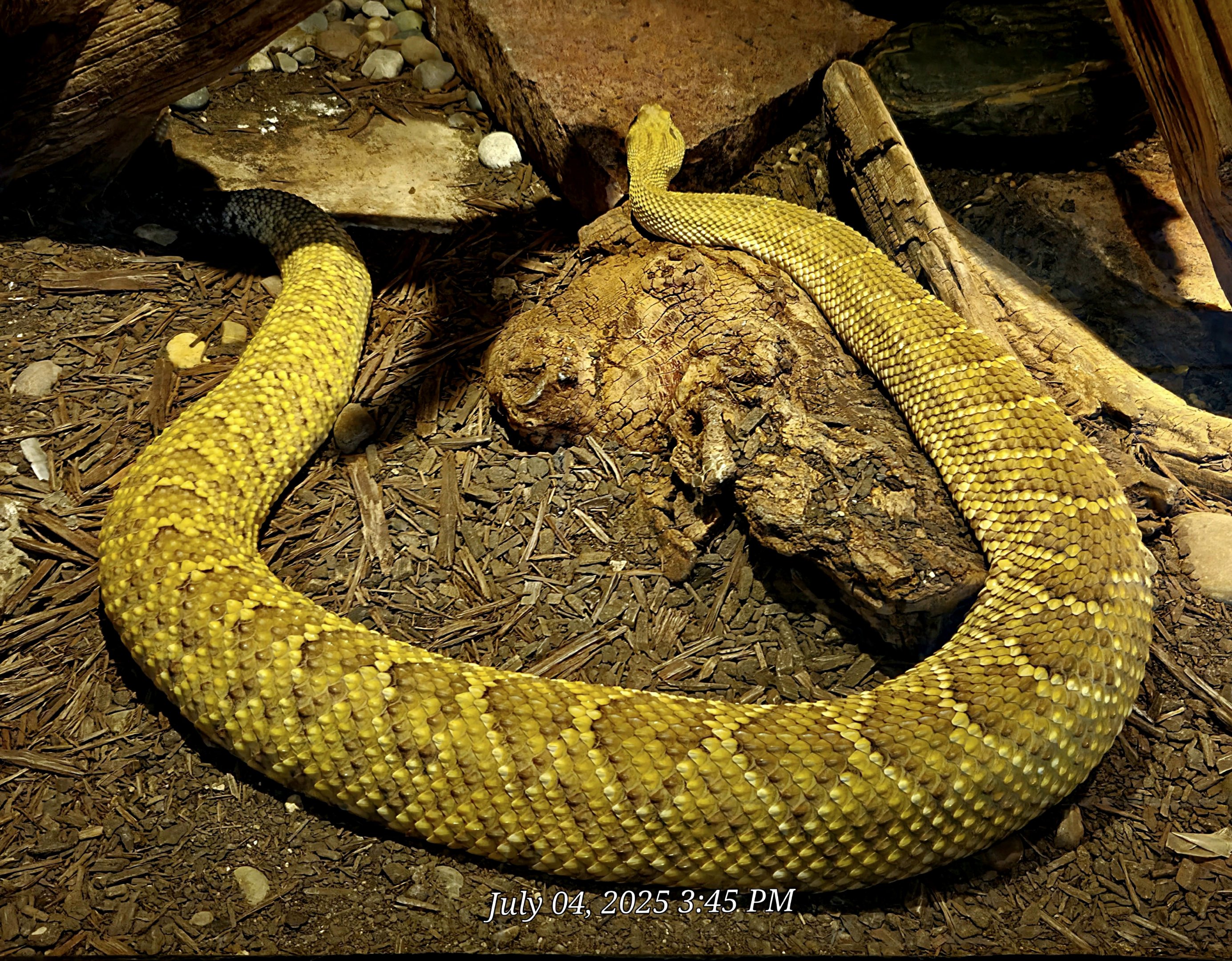 Mexican West Coast Rattlesnake-Reptile Gardens