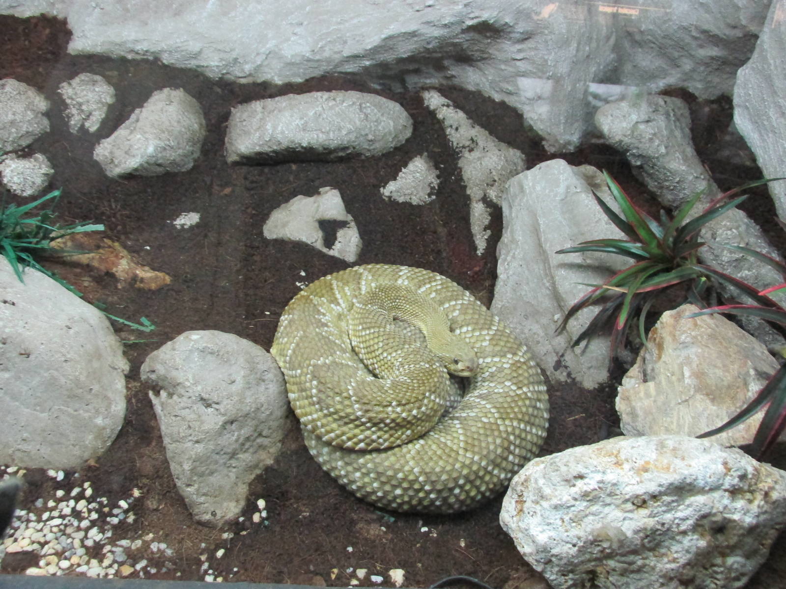 mexican west coast rattlesnake san juan de aragon zoo
