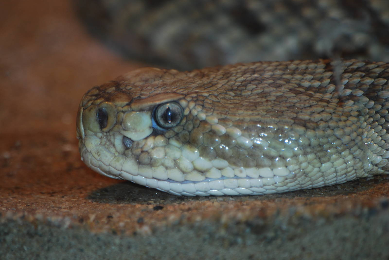 Mexican West Coast rattlesnake