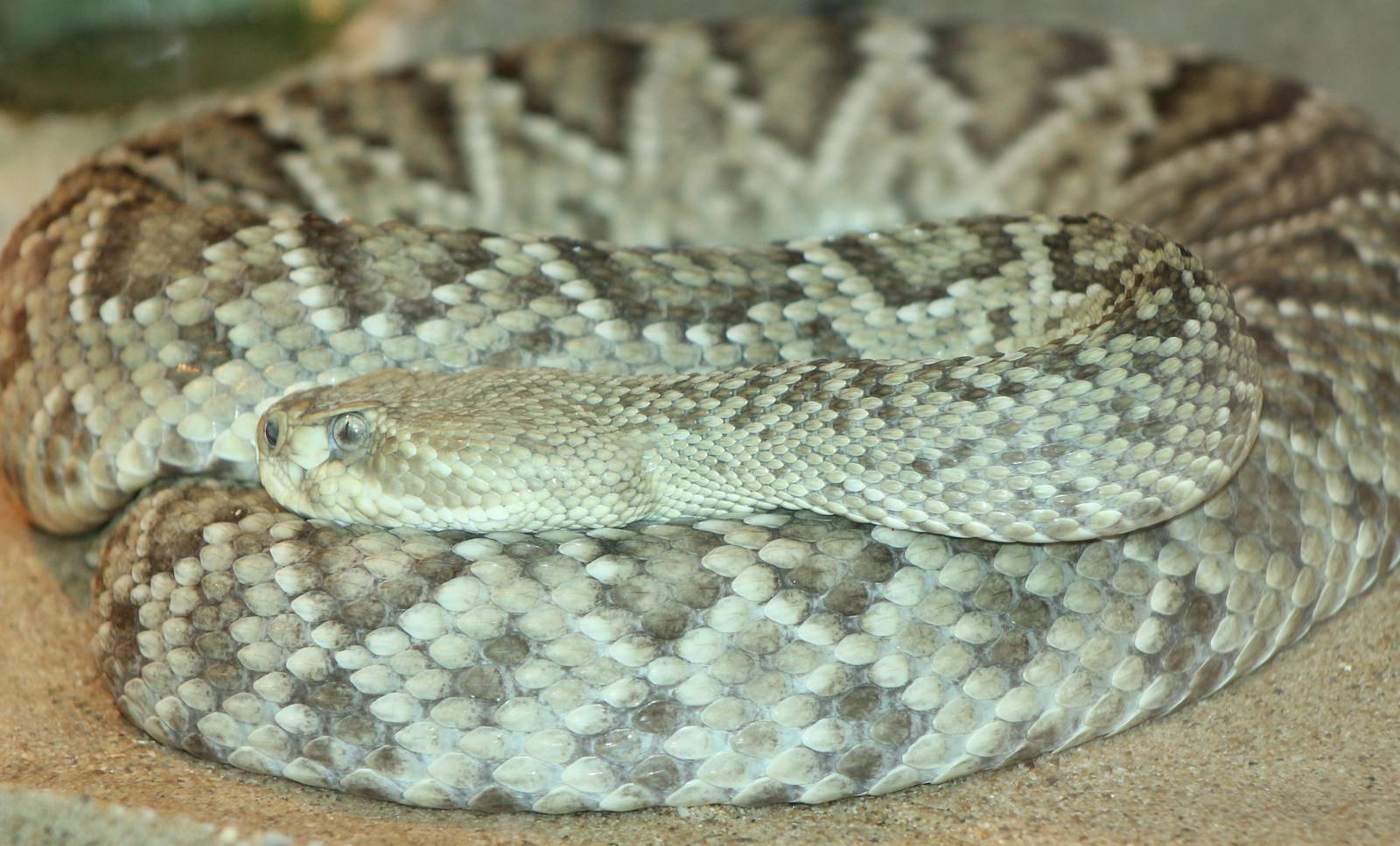 Mexican west coast rattlesnake