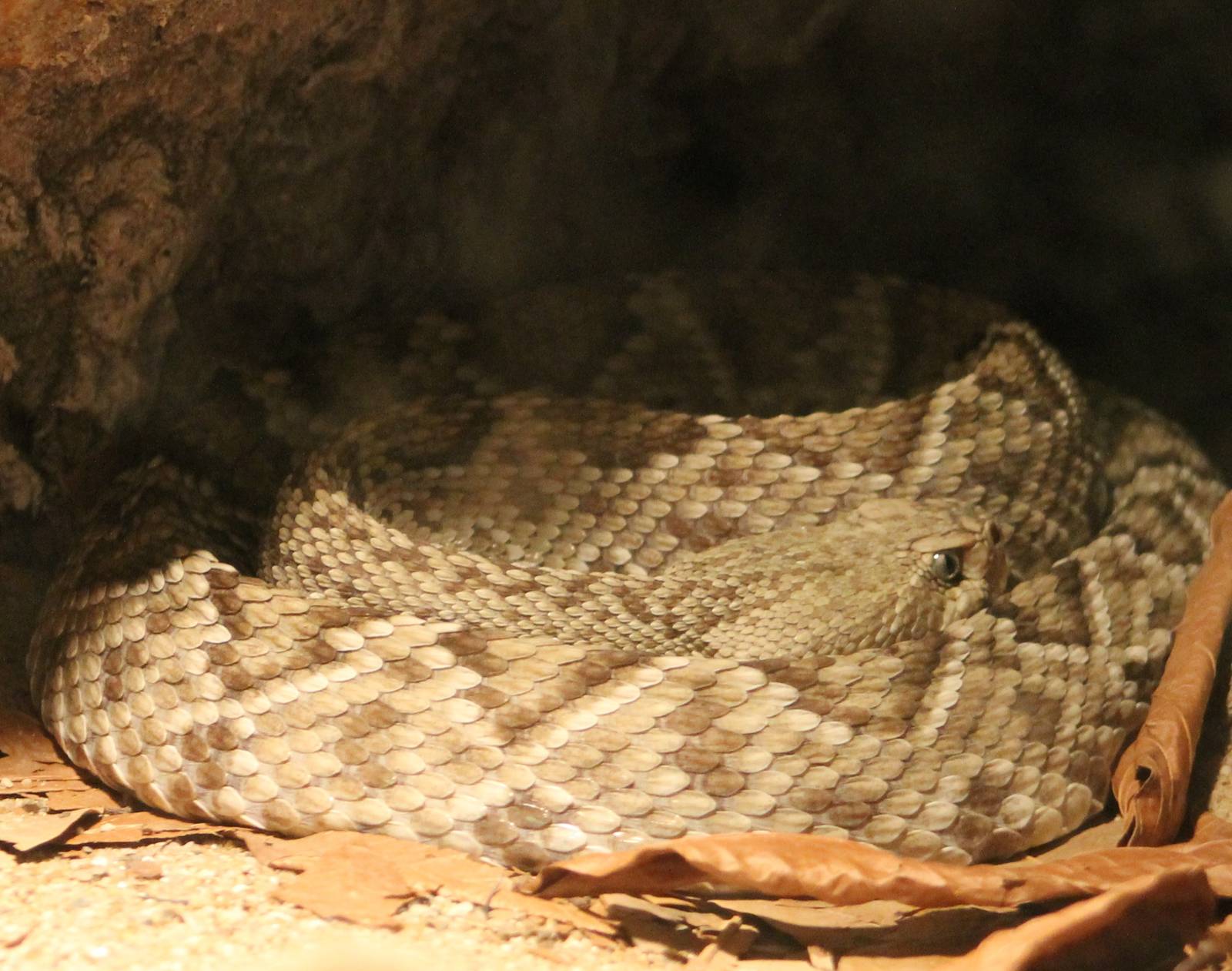 Mexican west coast rattlesnake
