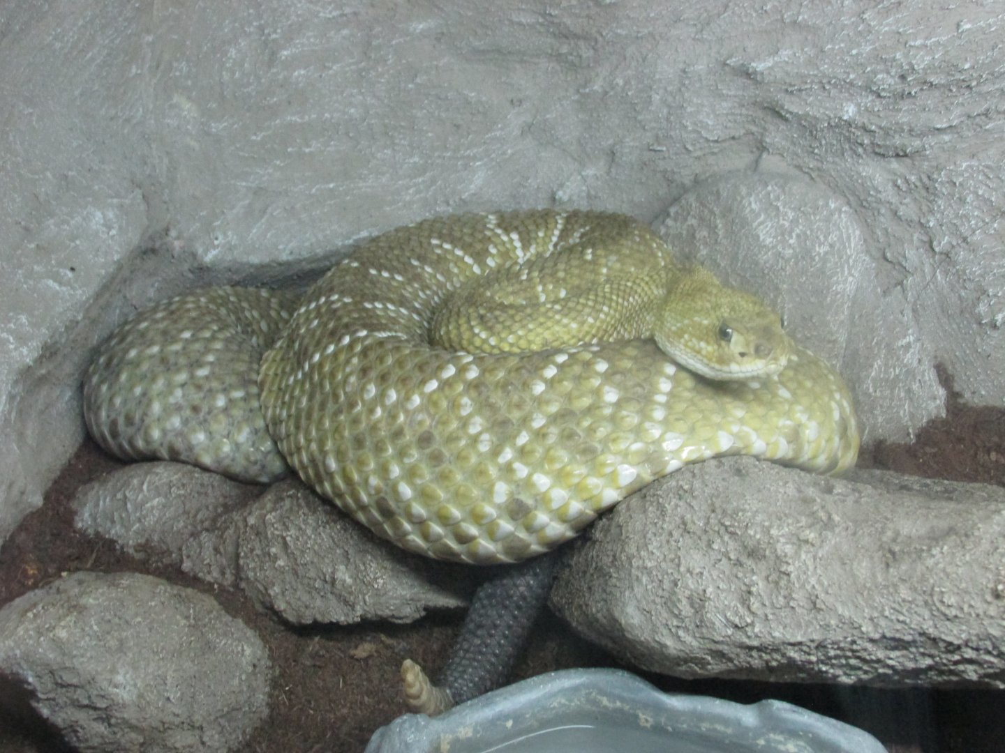 mexican west coast rattlesnake