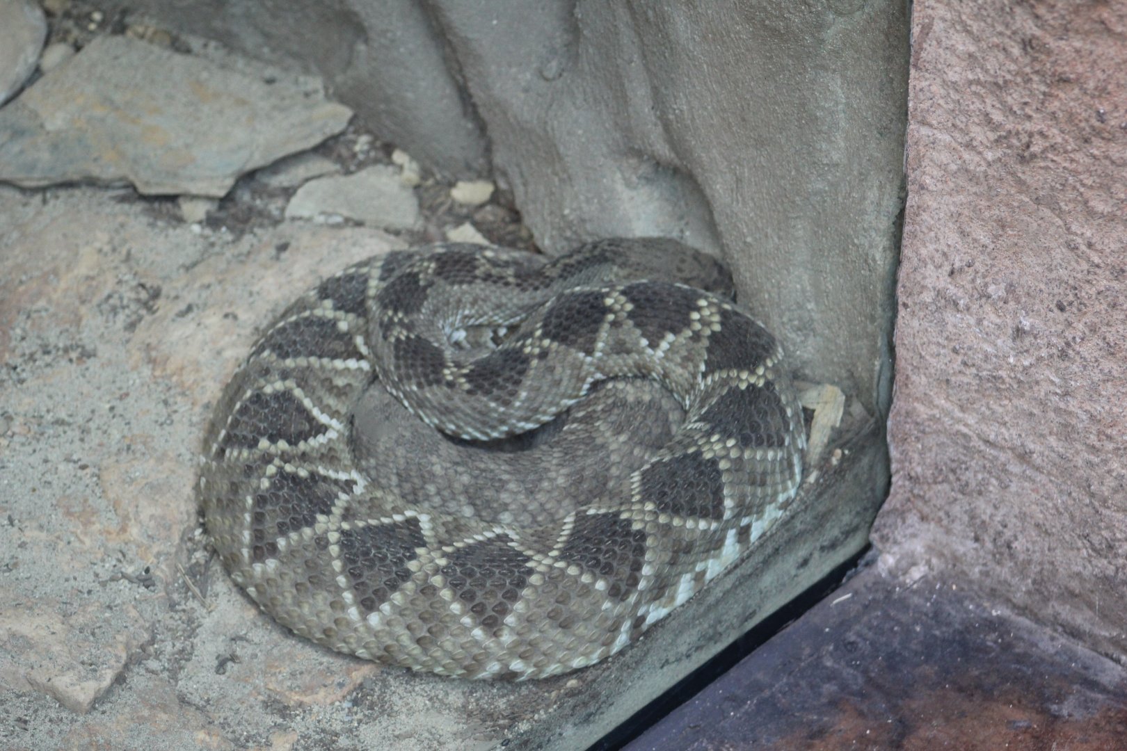 Mexican West Coast Rattlesnake