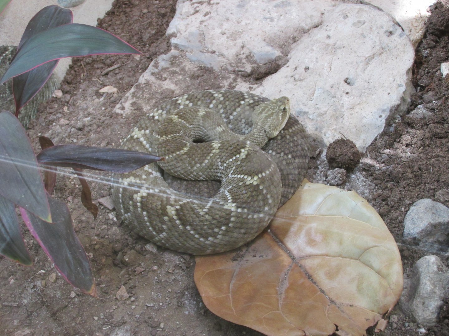 MEXICAN WEST COAST RATTLESNAKE