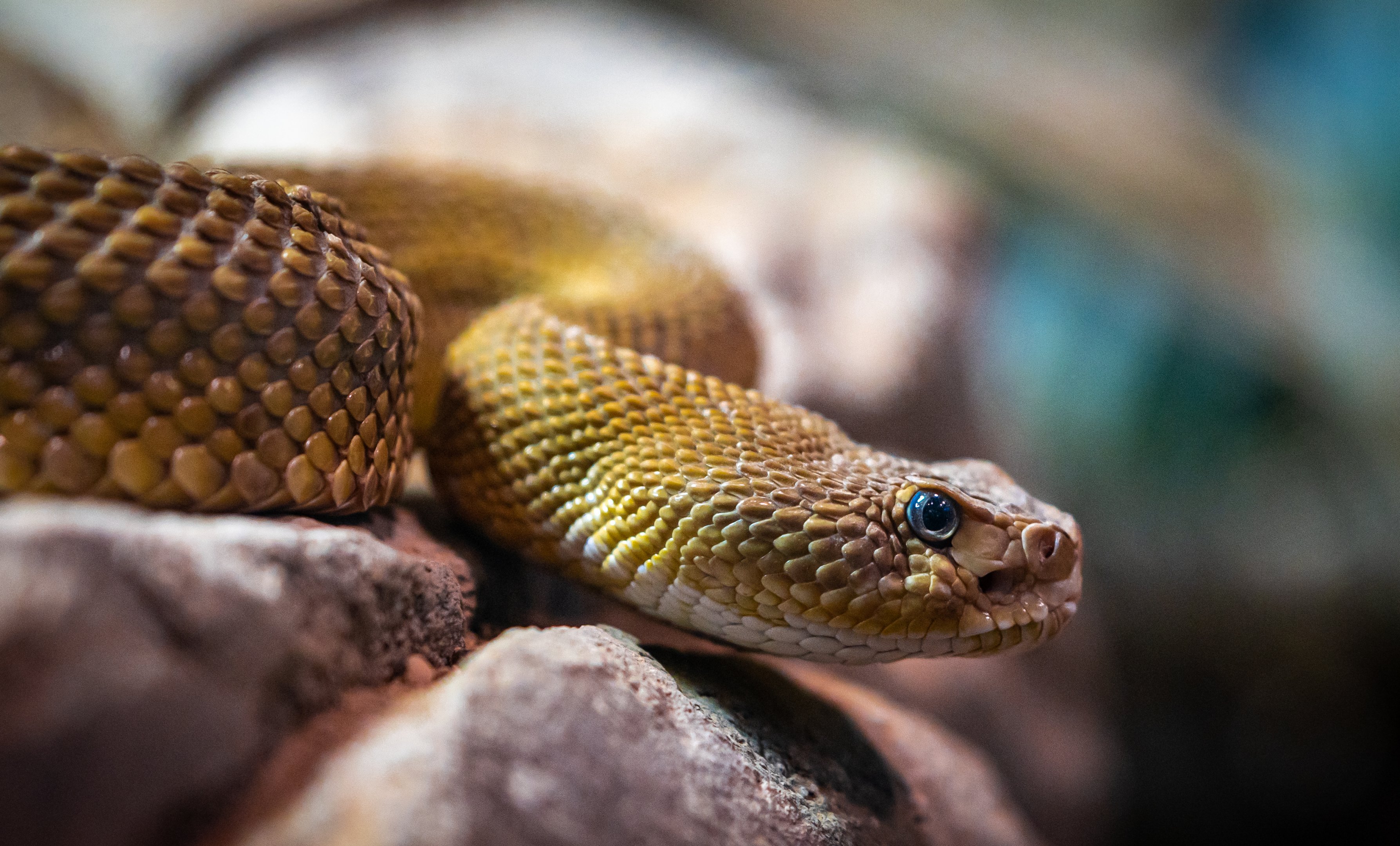 Mexican West Coast Rattlesnake